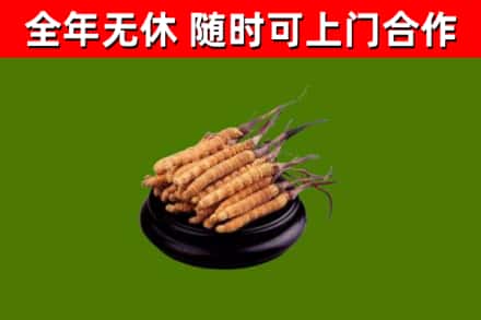 炉霍烟酒回收冬虫夏草.jpg
